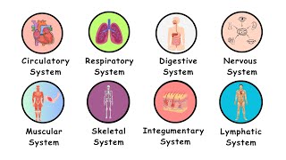 Every SYSTEM in Human body Explained in 7 minutes