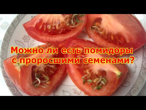 Можно ли есть помидоры с проросшими семенами?