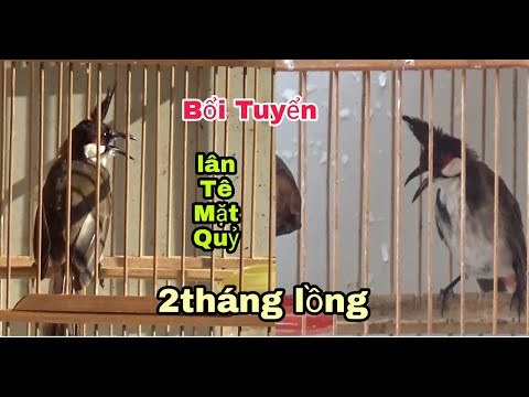 Video Bổi VIP LÂN TÊ MẶT QUỶ | Lân Tê Mặt Quỷ Giá Rẻ Chia Sẻ... - youtube
