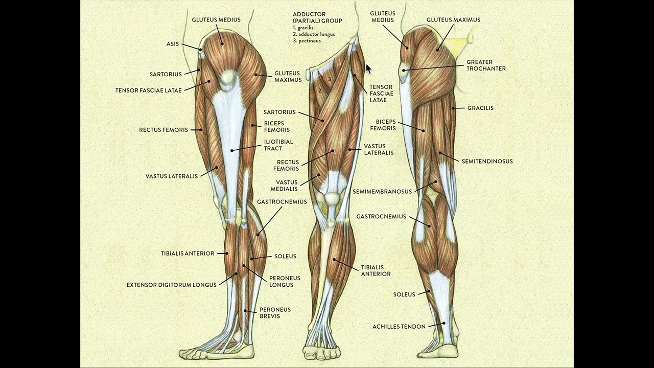 Understanding Your Upper Legs: Thigh Muscle Function for Runners