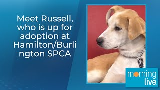 Meet Russell, who is up for adoption at Hamilton/Burlington SPCA