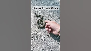 AGGRESSIVE SNAKE! #shorts #angry #snake #snakebite #snakevideo #youtubeshorts