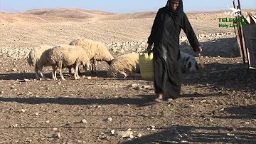Cosa mangiano i beduini nel deserto?