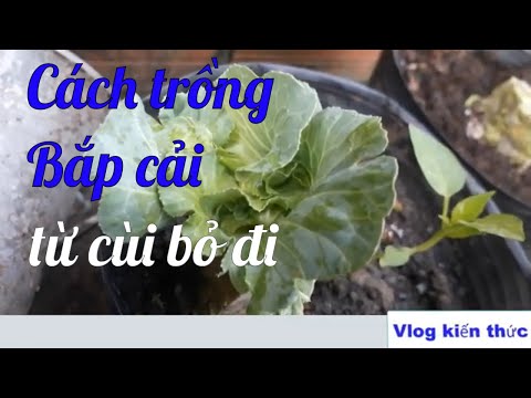 Video: Hạt Giống Trồng Bắp Cải Trắng