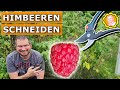 Himbeeren schneiden, pflegen & dngen: Rckschnitt einfach erklrt fr  Sommer- und Herbsthimbeeren - YouTube