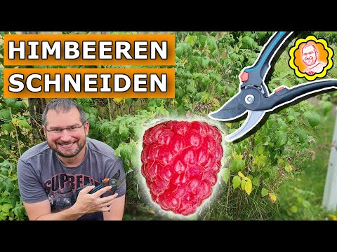 Himbeeren schneiden, pflegen & dngen: Rckschnitt einfach erklrt fr  Sommer- und Herbsthimbeeren - YouTube