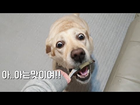 굵고 짧게 황홀한 열빙어 먹방/맛있을수록 흰자보이는 강아지