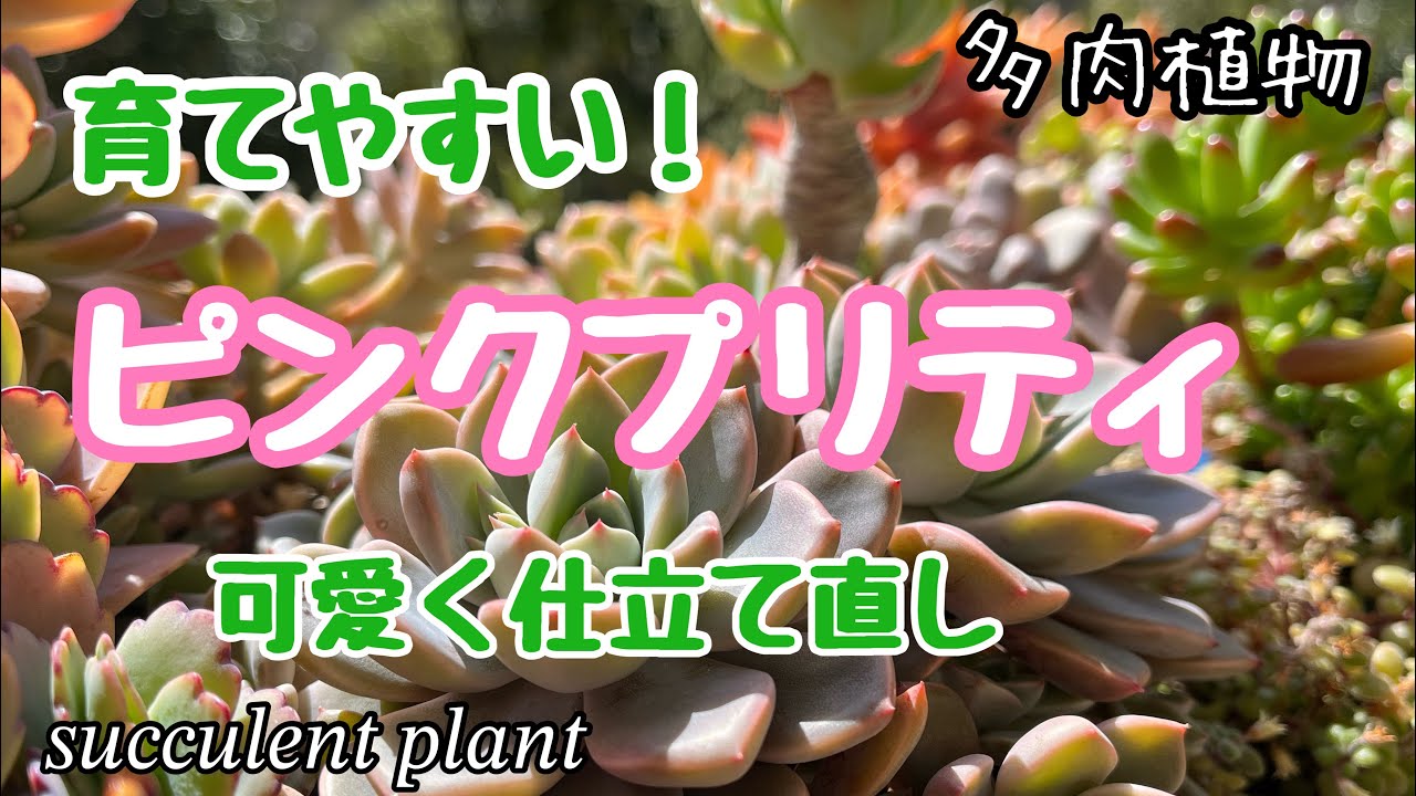 多肉植物】ポット苗のまま育てたピンクプリティがあちこちに！仕立て