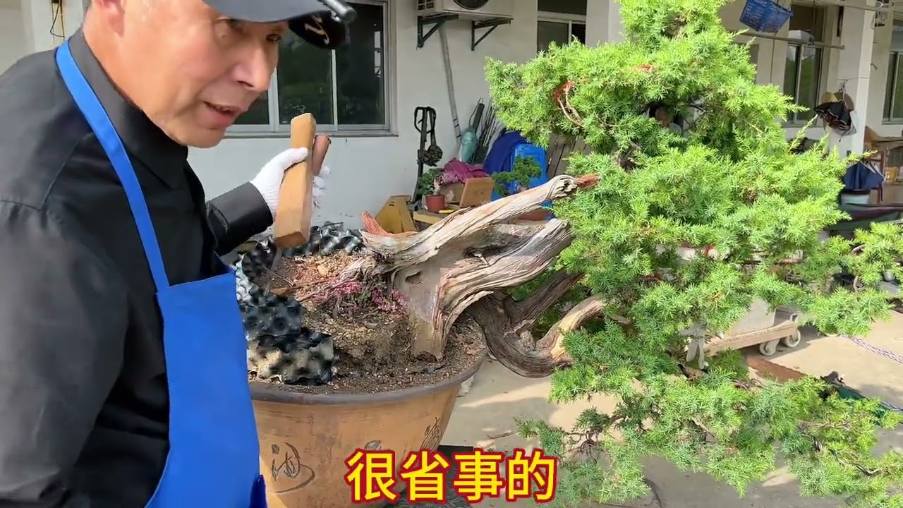 柏树生胚初作第二集。舍利杆制作与二次复整。2022年9月2日柏树生胚初作续拍。#盆景 #柏树盆景 #盆景制作