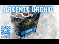 Argento feuerwerk  orchid  13schuss batterie  silvester 202122  top