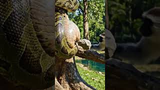 🤯 Shocking! Watch Python Regurgitate Its HUGE Meal! Unbelievable Escape! #Python #Viral #Survival