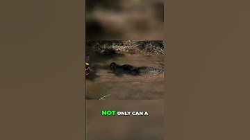 Alligator vs  Python  Nature