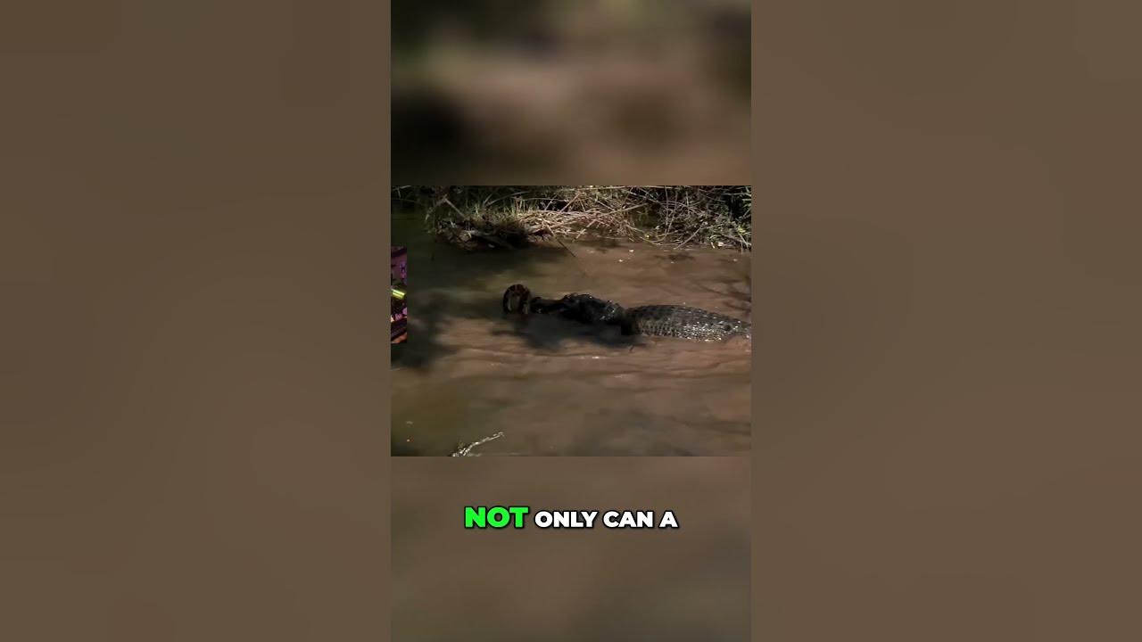 Alligator vs Python Nature's Deadly Duel Revealed! - YouTube