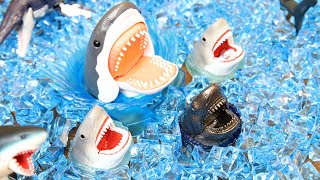 Scary Shark Toy -Jaws Bath Bomb-