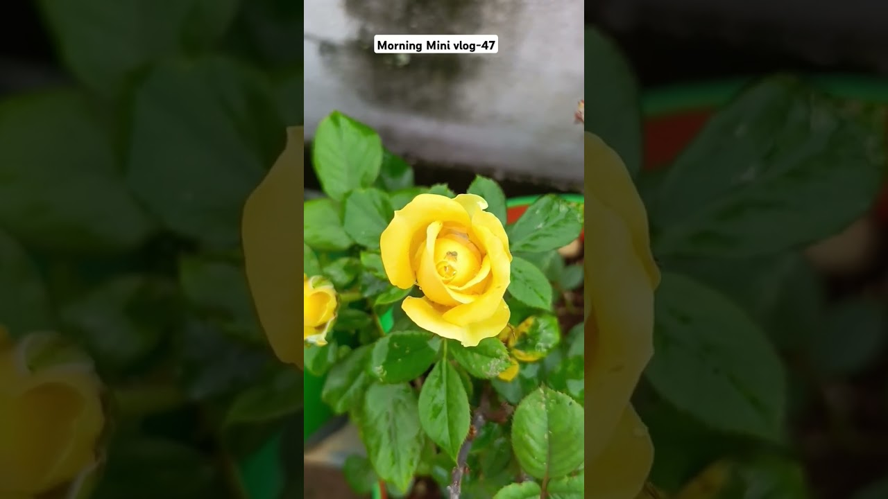 Morning mini vlog-47