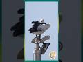 How Pelicans Pick Their Perfect Perch #Wildlife #Nature