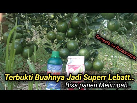 Cara Mengatasi Pohon Jeruk Sulit Berbunga Dan berbuah Lebat..