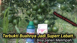 Download Lagu Cara Mengatasi Pohon Jeruk Sulit Berbunga Dan berbuah Lebat.. MP3