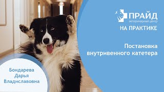 Постановка внутривенного катетера собаке