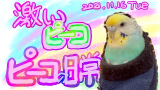 ピーコの日常〜朝のルーティーン激しいピーコ〜2021.11.16〜