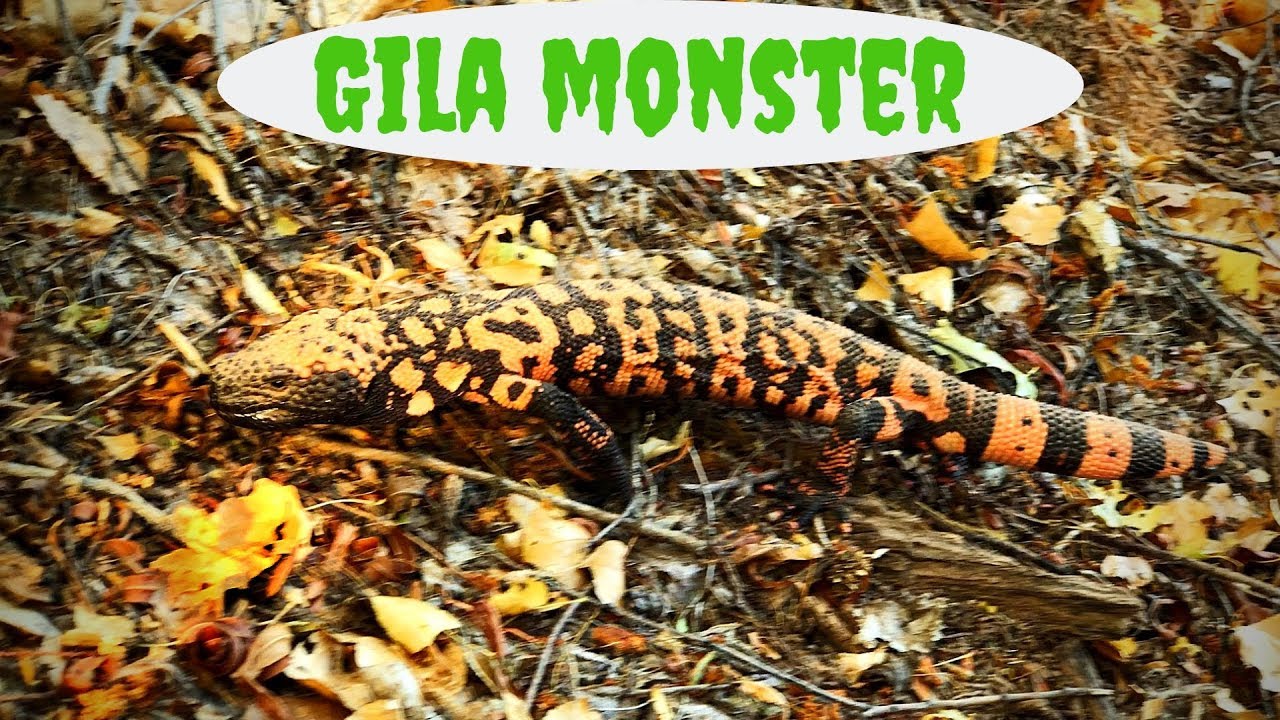 Gila Monster! Live & Up Close Gila River, Arizona YouTube