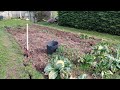 Je plante les petits pois.