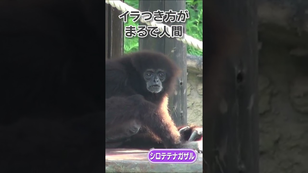 人間みたいなシロテテナガザル Shorts のいち動物公園 Youtube