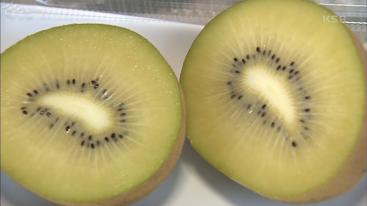 世界最大級と世界最小の品種 今が旬の香川県産キウイフルーツをｐｒ 高松市 Ksbニュース Ksb瀬戸内海放送
