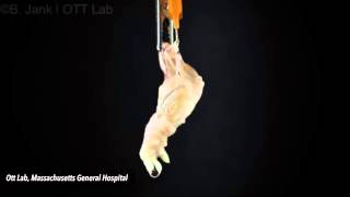 The World's First Lab-Grown Limb "Future For Human Limb Growth & Transplantation"