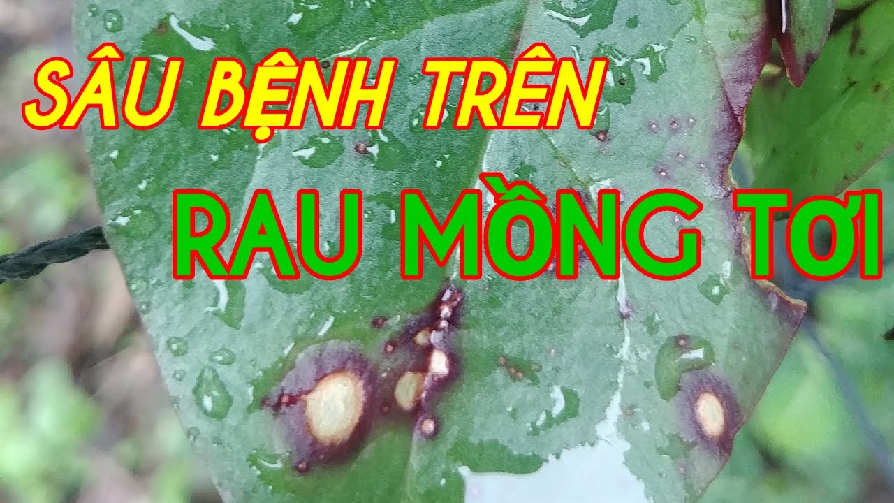 Sâu bệnh trên rau mồng tơi - YouTube