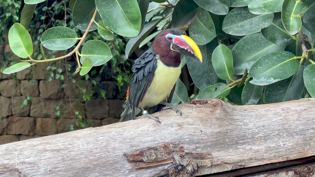 Verinokka-arakari Pteroglossus viridis Bioparc Fuengirola Spain 4.11.2025 - 4K