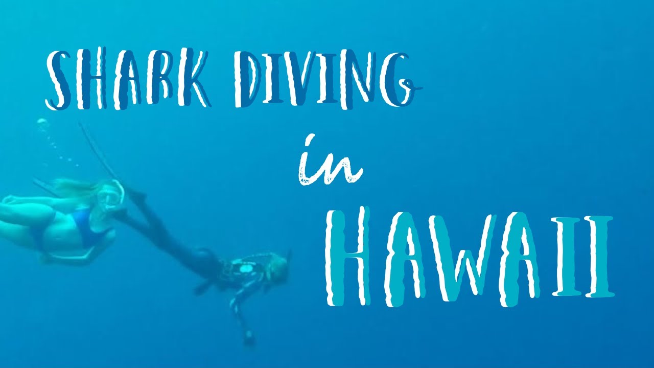 Shark Diving with Ocean Ramsey in Hawaii YouTube