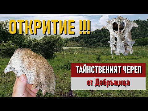 Видео: Мистериозен череп на „извънземно“и пътека „Ahnenerbe“- Алтернативен изглед