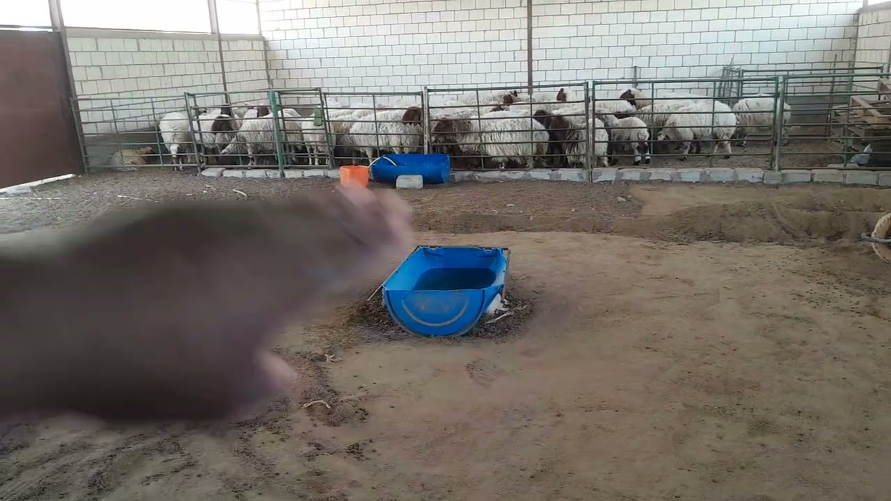 الطريقه الصحيحه لنظافة وتبديل فرشة (تربة) الحظائر او الجواخير والتطهير والتعقيم