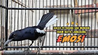 Suara Burung Kacer Ini Bikin Naik Emosi Lawan Auto Gacor , Kacer  Apapun Langsumg Nyaut