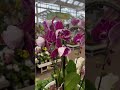 Яка краса ❤️‍🔥Нажаль так нікому і не дістанеться по такій ціні😏#flowers #orchid #орхідеї #