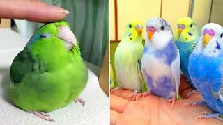 Smart And Funny Parrots Parrot Talking Videos Compilation (2024) - Cute Birds #16 by Parrots Fun TV 14,119 views 1 month ago 30 minutes