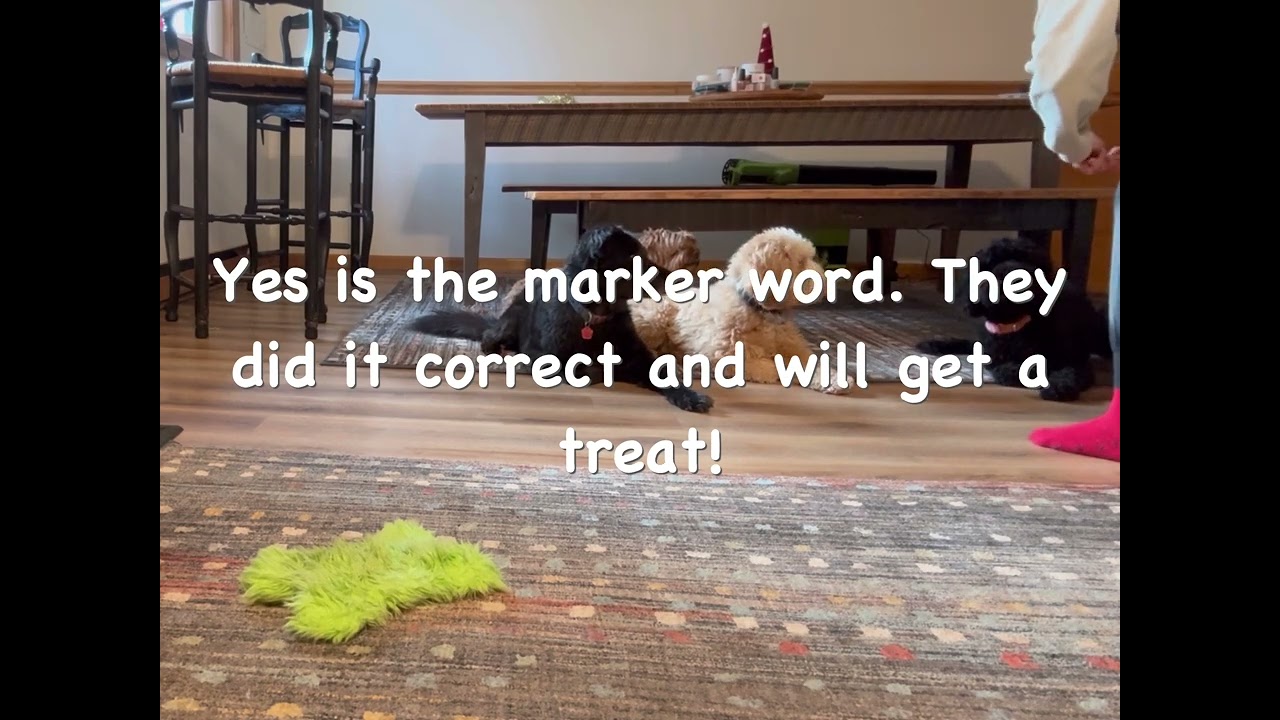 Group dog training using positive reinforcement. 