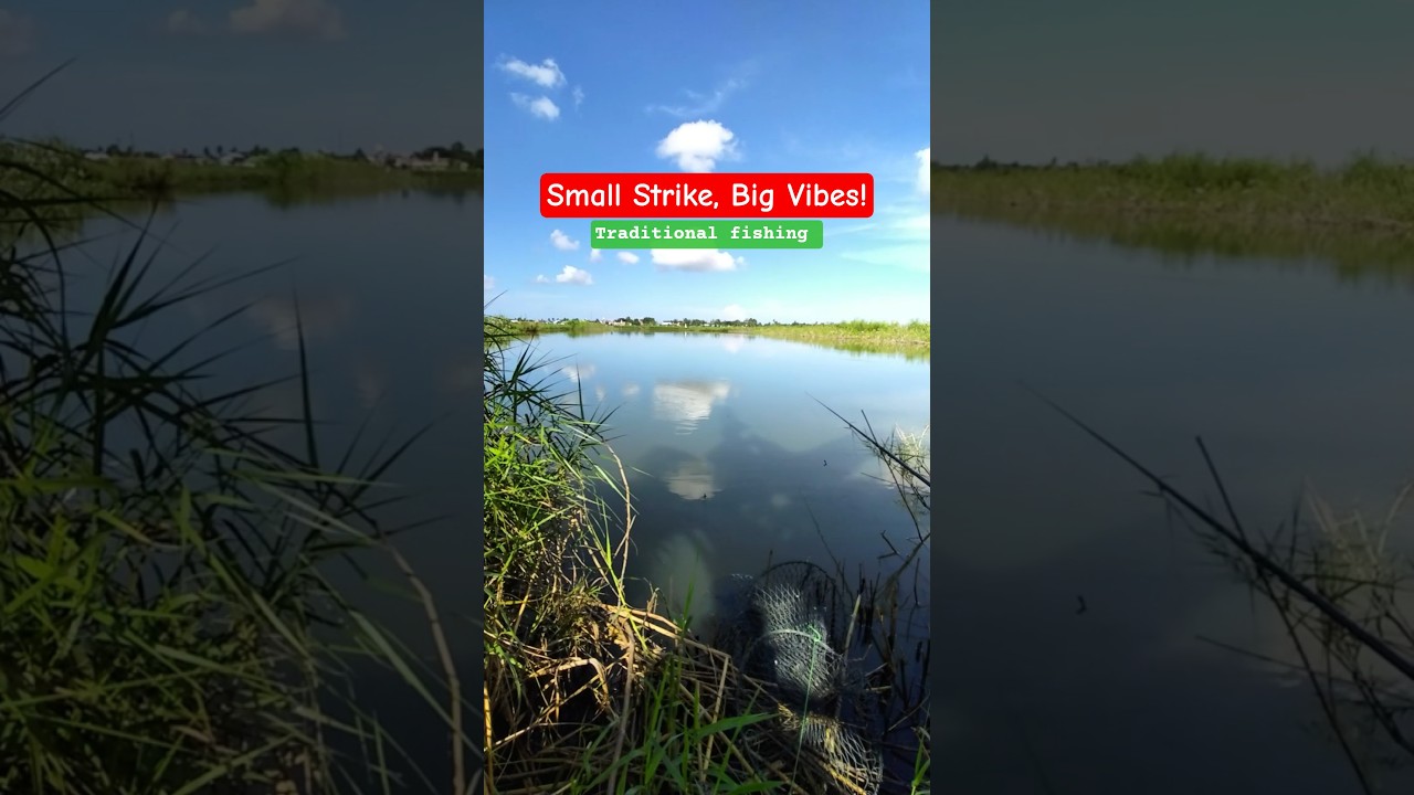 Peaceful Morning Strike! Catching a Small Tilapia in a Calm Lake.