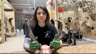 Why HORNS are different than ANTLERS Removing antelope horn sheaths from the cores