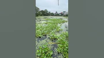 Có nên thả bèo tây trong ao nuôi ốc nhồi ? #hieuthuysan #ocbuouden #ocnhoi