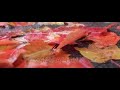 🇨🇦❤️ENJOY AUTUMN SEASON LEAVES IN CANADA