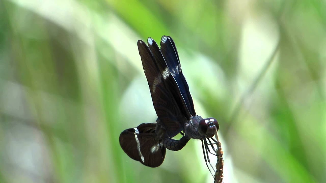 Zenithoptera lanei mating, near REGUA, Brazil