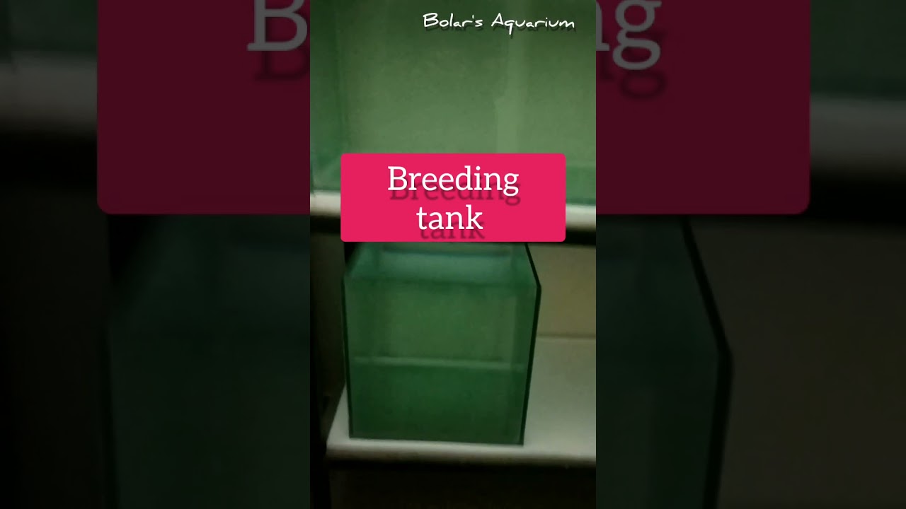 Discus fish in Bangalore will Available soon YouTube