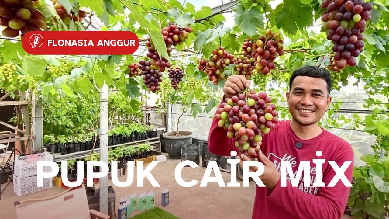 Cairan AB Mix yang Bikin Buah Anggur Merajalela di Lahan Sempit