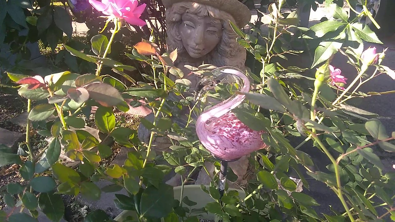 Save your eggshells and keep snails from eating flowers and roses