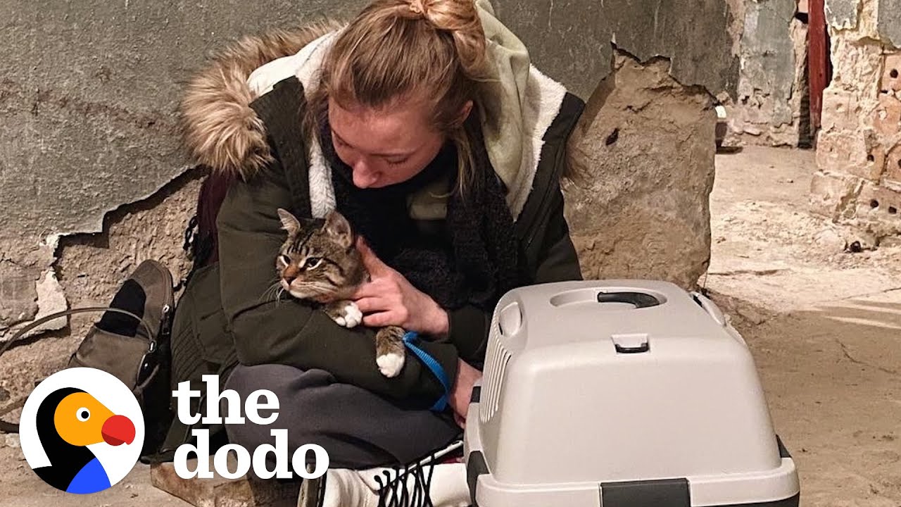 Woman Escapes The War In Ukraine With Her Cat | The Dodo Soulmates