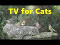 Cat TV ~ Enchanting Bird Sounds for Your Cats