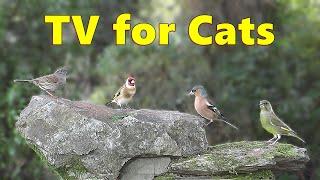 Cat Tv ~ Enchanting Bird Sounds For Your Cats