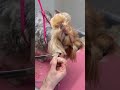 Lil Mimi is back for a quick winter trim ✂️🐾🫶🏻 #doggroomer #grooming #dogtok #puppy #pets #airedale